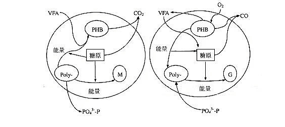 關于生物除磷的詳解！